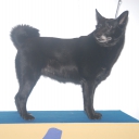 Norwegian Elkhound Black